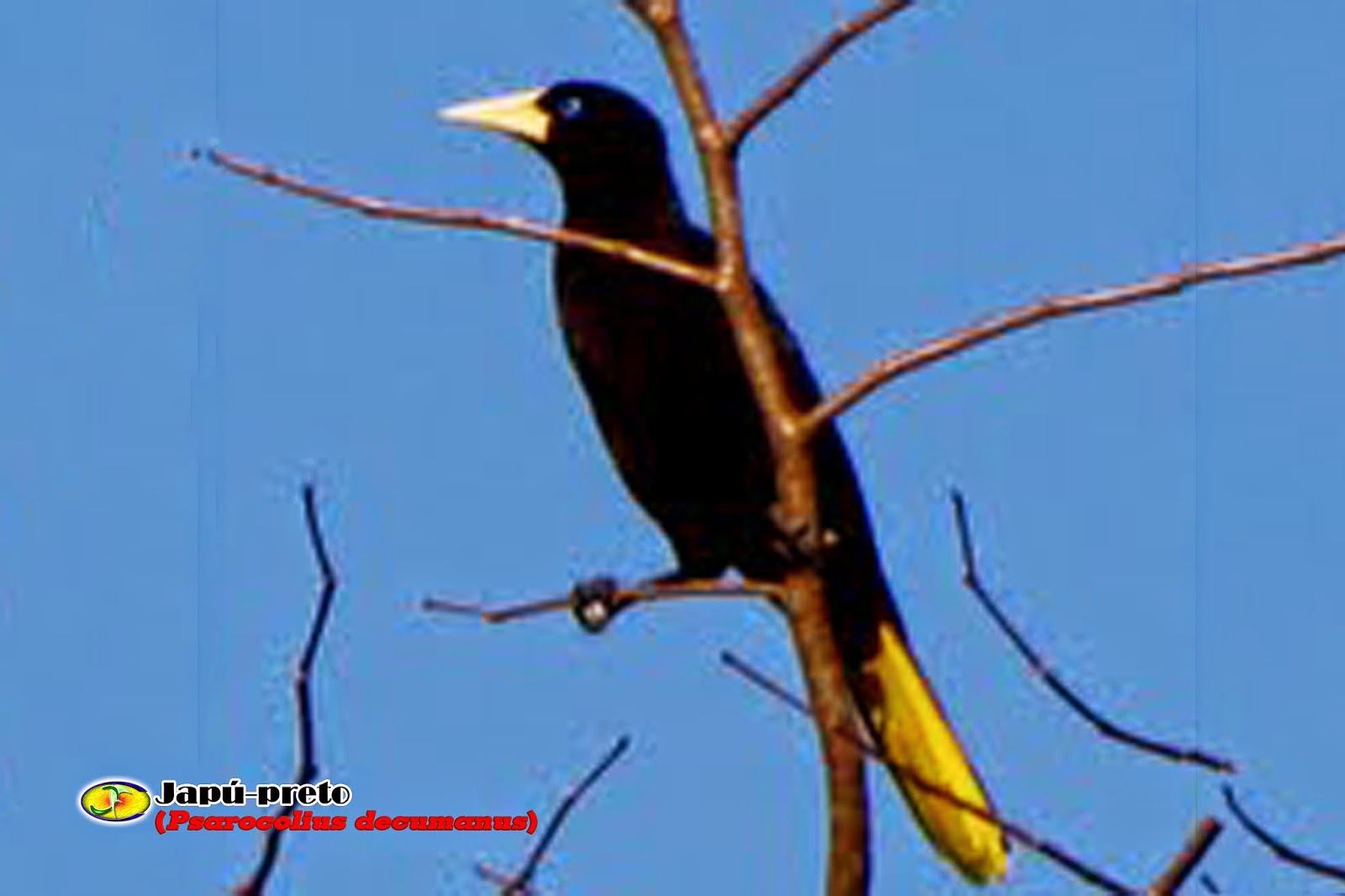 ORNITOLOGIA Japupreto (Psarocolius decumanus)